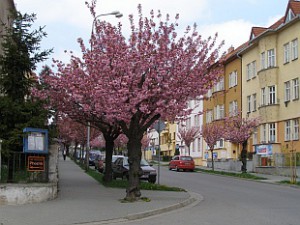 Sakura Prunus